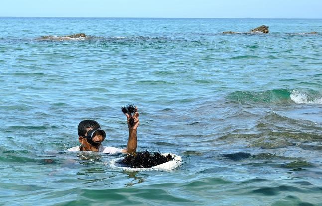 Bên cạnh trứng nhum biển (hay còn gọi cầu gai) xuất xứ từ các vùng biển ở Nha Trang, Lý Sơn, Phú Quốc...giới nhà giàu Việt còn săn lùng trứng  nhum biển Nhật Bản nhập khầu. Ảnh: Saigonnews.