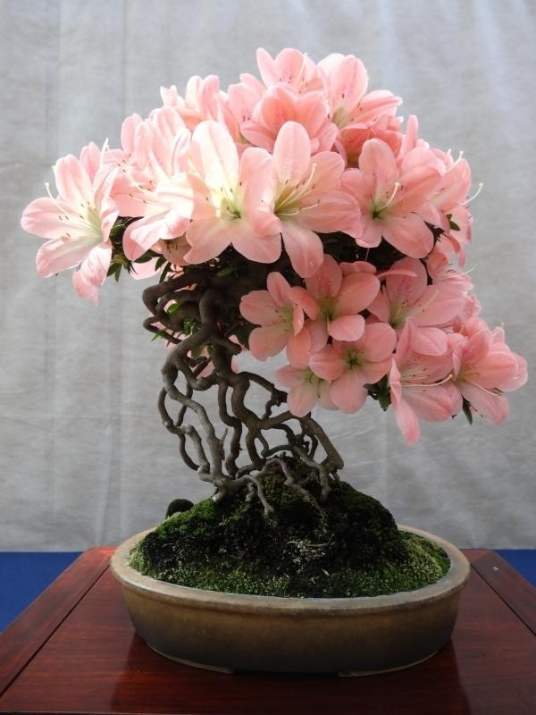 Từ lâu đỗ quyên được người Nhật chuộng làm  bonsai bài trí trong nhà hoặc sân vườn. Cây thường không cao quá, có dạng bụi (bó) nên hoa nở xòe trên bề mặt xung quanh cây rất đẹp. Ảnh: Phonglado.