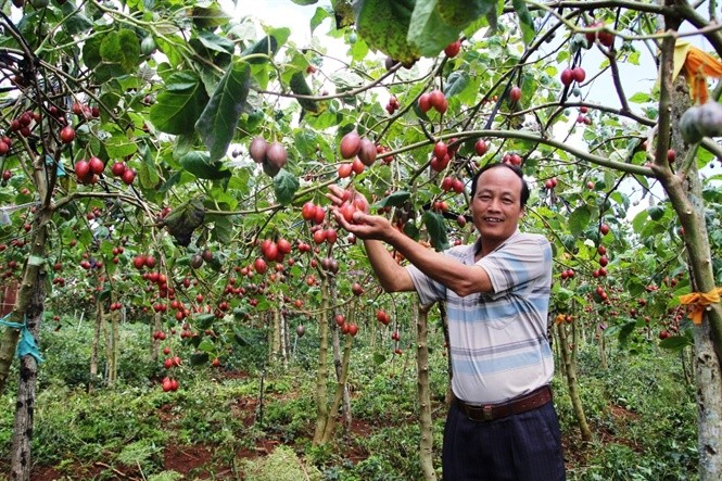 Gần 1 năm sau khi TS Phạm S, Phó Chủ tịch UBND tỉnh Lâm Đồng, công bố kết quả nghiên cứu về cây siêu quả Magic S hay còn gọi là  cà chua thân gỗ, đến nay Lâm Đồng đã có khoảng 30ha trồng Magic S. Ảnh: Nongnghiep.