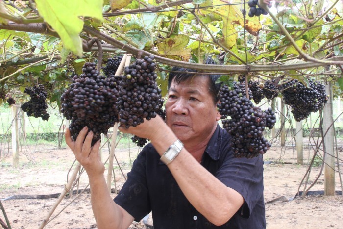 Vườn  nho rừng của ông Nguyễn Văn Thông (xã Phan, huyện Dương Minh Châu, Tây Ninh) được trồng cách đây gần chục năm. Ảnh: Bazantravel.