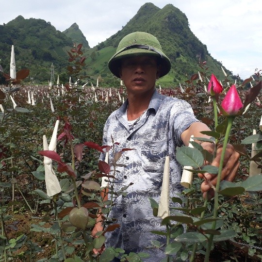 Đến bản San Thàng 2 (xã San Thàng, thành phố Lai Châu), hầu như ai cũng biết đến ông Lê Văn Tỉnh với thung lũng  hoa hồng hàng nghìn m2. Ảnh: Dân Việt.