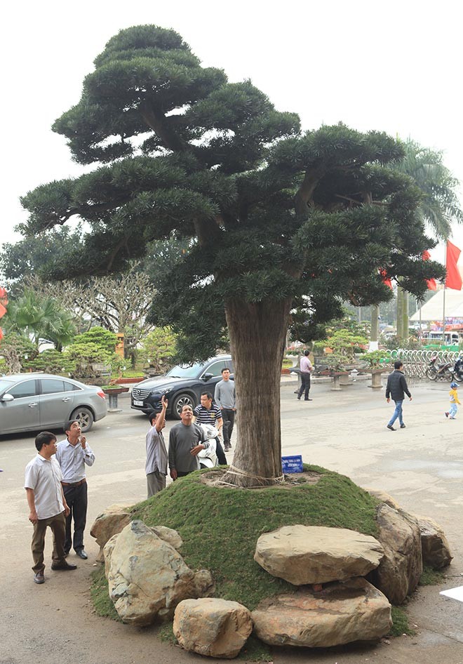 Xuất hiện tại Hội chợ Sinh vật cảnh Bắc Ninh 2018,  cây tùng la hán thân lớn, tán tỏa rộng, thu hút sự chú ý của giới chơi cây. Ảnh: Dân Việt.