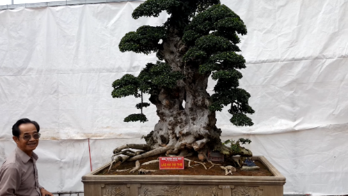 Thuộc sở hữu của nhà vườn Hòa "taxi" (huyện Văn Giang, tỉnh Hưng Yên), cây duối bonsai "lão mai đại thọ" 1.000 tuổi thu hút sự quan tâm của nhiều người. Ảnh: Baodatviet.