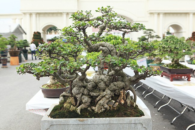 Xuất hiện trong cuộc đấu giá tại triển lãm cây cảnh Yên Tử (2018), tác phẩm bonsai si cổ mini được rao bán với giá 400 triệu đồng. Ảnh: Dân Việt.