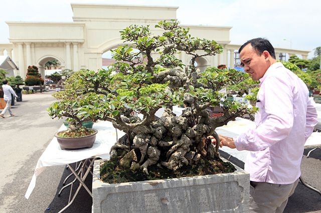 Xuất hiện trong cuộc đấu giá tại triển lãm cây cảnh Yên Tử (2018), tác phẩm  bonsai si cổ mini được rao bán với giá 400 triệu đồng. Ảnh: Dân Việt.