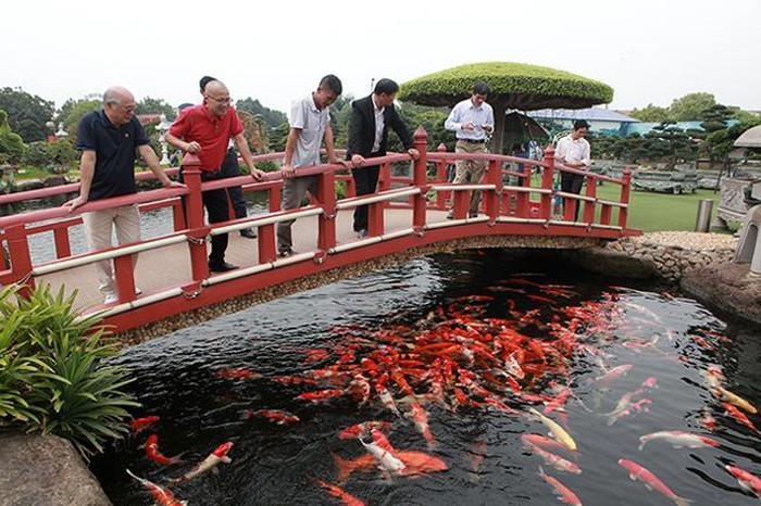 Ông Lê Văn Dũng (TP Sông Công, Thái Nguyên) là chủ sở hữu đàn  cá Koi gồm 500 con được tuyển chọn từ những trại cá danh tiếng Nhật Bản. Trong đó có 15 con có kích thước từ 80 – 90cm thuộc hàng quý hiếm bậc nhất hiện nay. Ảnh: Dân Việt.