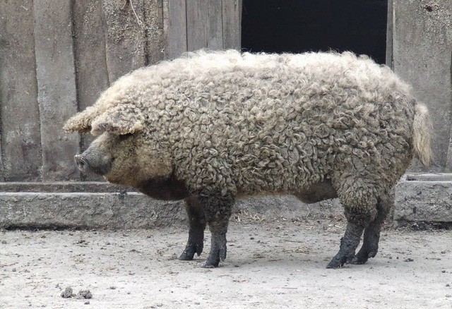 Mangalica hay Mangalitza là loại  lợn lông xù quý hiếm ở Hungary. Đặc điểm nổi bật của loại lợn này là lớp lông dày, xù xì, bao phủ khắp cơ thể giống như lông cừu.