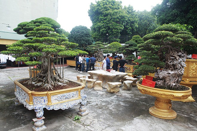 Ông Phan Văn Toàn (biệt danh Toàn đô la, trú tại TP.Việt Trì – Phú Thọ) nổi tiếng trong giới chơi  cây cảnh bởi sở hữu hàng trăm cây cảnh có giá trị hàng chục triệu USD. Ảnh: Dân Việt.