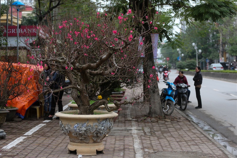 Gần Tết Nguyên đán, nhà vườn lại tất bật đưa các loại đào xuống phố chào mời khách đến thuê và mua về chơi Tết. Ảnh: Lao động.