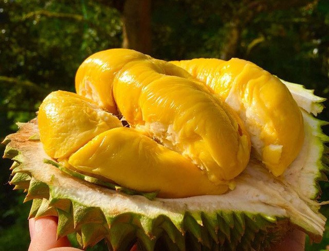 Sầu riêng Musang King là một trong những loại sầu riêng ngon nhất thế giới được mệnh danh là “ông vua” của dòng sầu riêng. Tại Việt Nam, sầu riêng Musang King có giá từ 400.000 - 500.000 đồng/hộp 400 gram. Ảnh: Vietnamnet