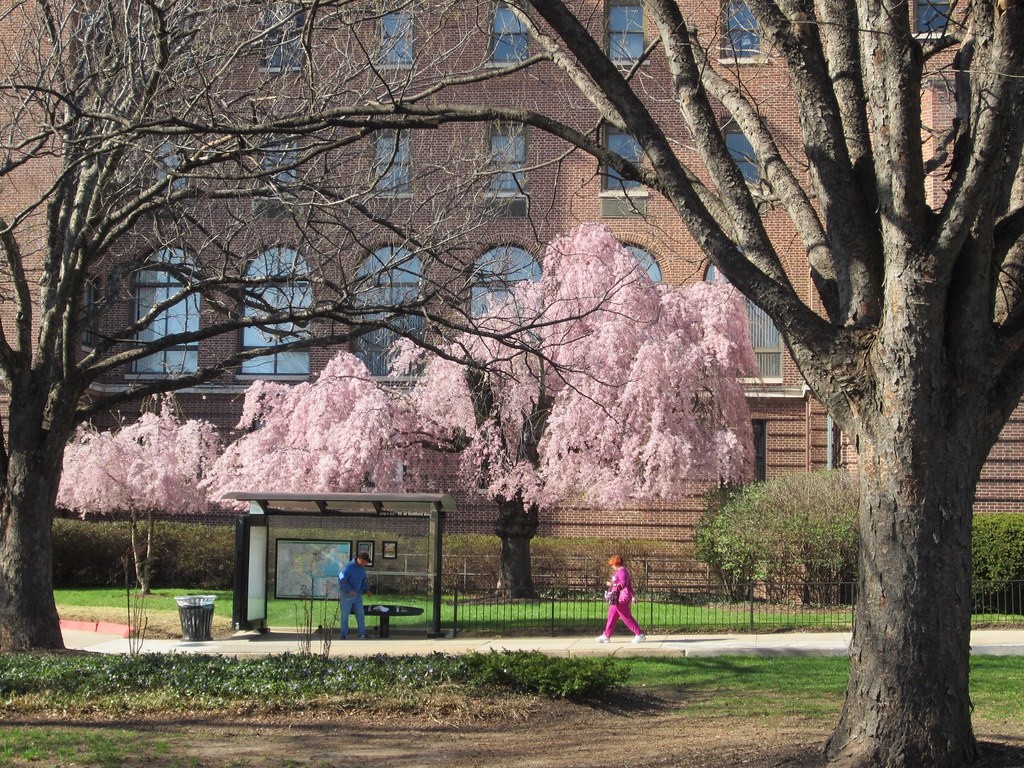 Gần lối vào trên phố 33 của bệnh viện Union Memorial, Baltimore, Maryland, Mỹ, bạn sẽ thấy một  cây anh đào cành buông giống Nhật (Prunus pendula). Đây là loài hoa biểu tượng cho vẻ đẹp, sự tái sinh và vĩnh hằng. Điều đặc biệt là cây được tặng cho bệnh viện bởi trùm mafia và gangster khét tiếng của nước Mỹ - Al Capone. Ảnh: Tesera/Flickr.