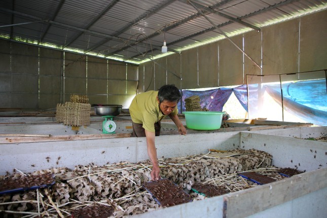 Xuất thân từ nông dân, ông Tường làm nhiều việc như trồng cây ăn trái, nuôi dê để có tiền trang trải cuộc sống và nuôi con ăn học,… Sau khi nuôi dê thất bại, ông Tường không bỏ cuộc mà tìm tòi, học hỏi nhiều mô hình để phát triển kinh tế cho gia đình. Cách đây 6 năm, thông qua nhiều kênh thông tin, ông Tường biết đến mô hình nuôi dế giống, dế thương phẩm mang lại hiệu quả cao.