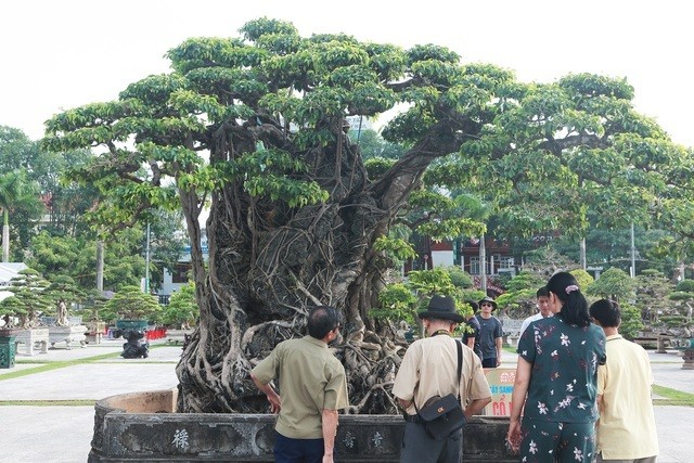 Giới chơi cây cảnh tại Việt Nam từng xôn xao trước tác phẩm "Mộc thạch nghênh phong" của ông Bùi Văn Thái (Hoàng Mai, Hà Nội). Tác phẩm đã được tổ chức Kỷ lục châu Á công nhận là " Cây sanh ôm đá nghệ thuật lớn, cổ nhất châu Á" vào ngày 18/12/2010. Ảnh: Dân trí