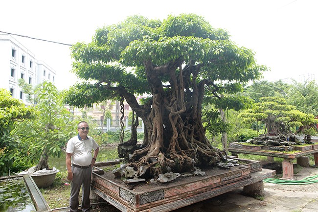 Ông Phạm Lân (Thanh Trì, Hà Nội) được giới chơi cây cảnh miền Bắc biết đến với tác phẩm  sanh cổ có tuổi đời khoảng 500 năm. Ảnh: Dân Việt