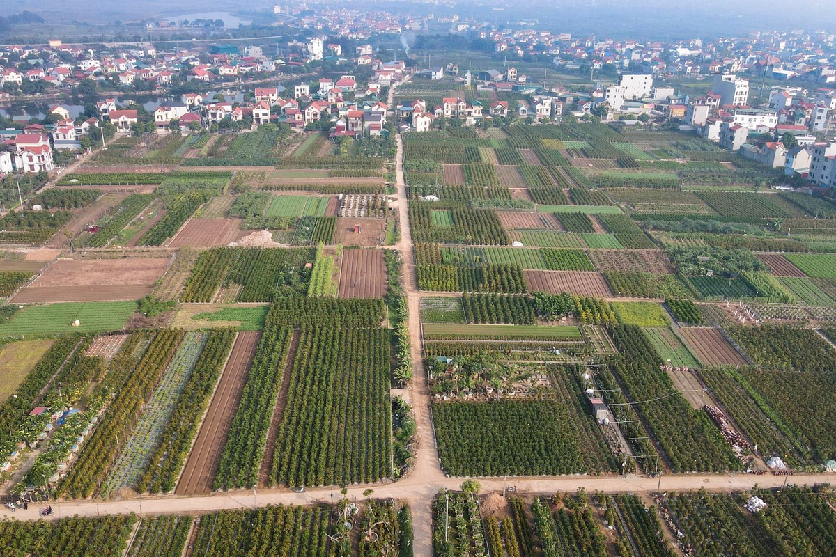 Huyện Văn Giang (tỉnh Hưng Yên) hiện có trên 300 ha trồng cam, quất, quýt, bưởi cảnh tập trung chủ yếu ở xã Liên Nghĩa, Thắng Lợi, Mễ Sở,Tân Tiến,... và là khu vực có tiếng khắp cả nước. Vào dịp Tết hàng năm, nơi đây cung ứng cho các tỉnh thành lân cận như Hải Phòng, Nam Định, Thái Bình, Quảng Ninh một số lượng lớn cây cảnh.