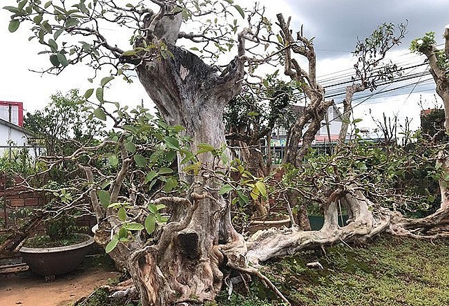 Nhiều năm nay, ổi bonsai được xếp trong hàng ngũ cây cảnh có sức hút và giá trị lớn. Giới chơi cây cảnh từng xôn xao trước giao dịch  ổi cổ thụ dáng độc lạ của một đại gia ở Lào Cai. Ảnh: Thuonghieusanpham