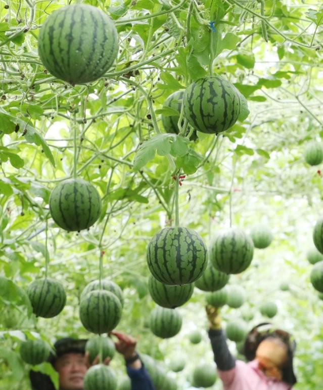 Những năm gần đây, người dân Hàn Quốc "chuộng" loại dưa hấu nhỏ xinh thường được gọi là  dưa hấu táo. 