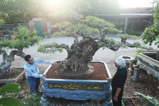 Ông Phùng Quốc Tình (Hà Nội) từng sở hữu  cây lộc vừng có tuổi đời lên tới hàng trăm năm khiến nhiều người ao ước. Ảnh: Dân trí