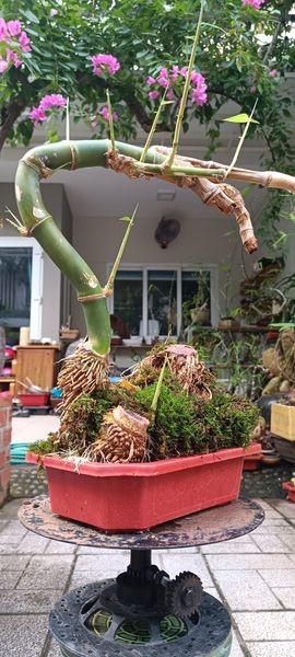 Hình dáng nhỏ gọn và tỉ mỉ của tác phẩm  tre bonsai tạo cảm giác thanh lịch và tinh tế.