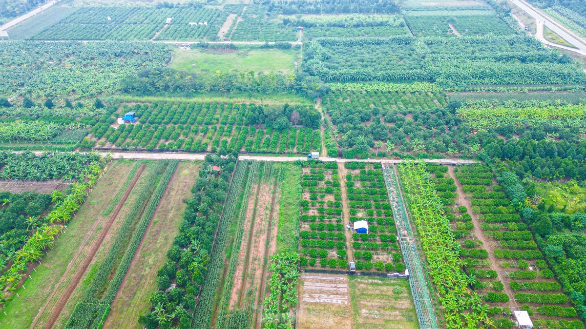 Cứ dịp cuối năm, các nhà vườn trồng phật thủ tại xã Đắc Sở (Hoài Đức, Hà Nội) lại tất bật chăm sóc cây để phục vụ nhu cầu bày mâm ngũ quả cho Tết Dương lịch và Tết Âm lịch của người dân.