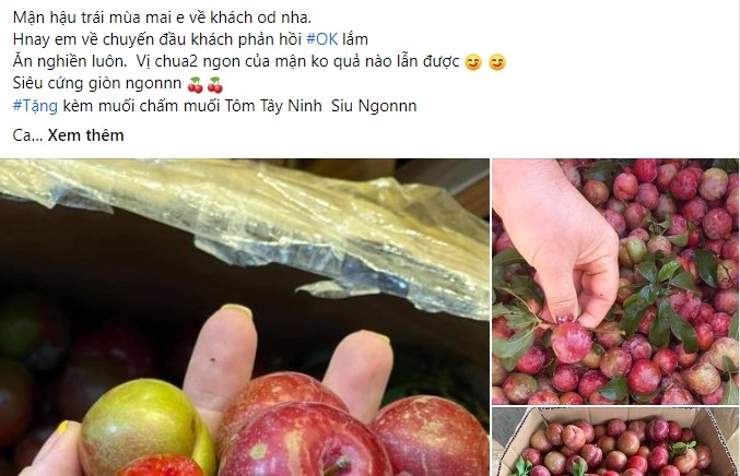 Dù phải 4 - 5 tháng nữa mới đến mùa nhưng thời gian gần đây  mận hậu trái mùa đã được rao bán nhiều trên chợ mạng.