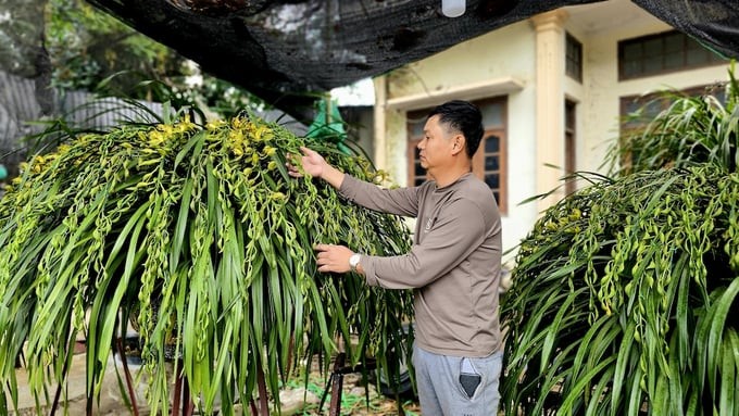 Năm nay, mặc dù kinh tế khó khăn song  lan Trần Mộng Sa Pa vẫn được "đại gia" săn mua với giá cả trăm triệu đồng mỗi chậu. Ảnh: Nông nghiệp