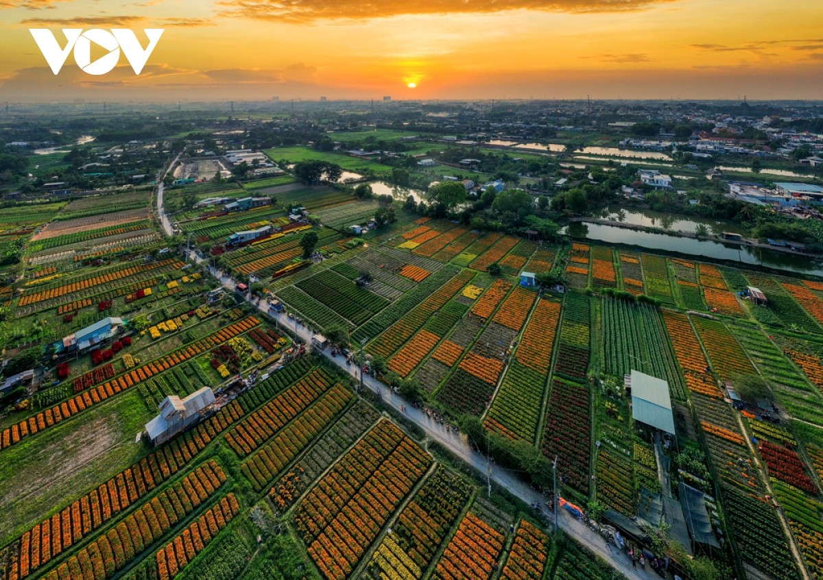 Vào cuối tháng 9 âm lịch hằng năm, người dân ở khu phố Tân Ba gác lại việc trồng rau xanh để làm đất, ươm giống trồng hoa phục vụ Tết. Cứ như vậy, cái tên "Làng hoa Tân Ba" hay "Làng hoa Tết Bình Dương" ra đời.