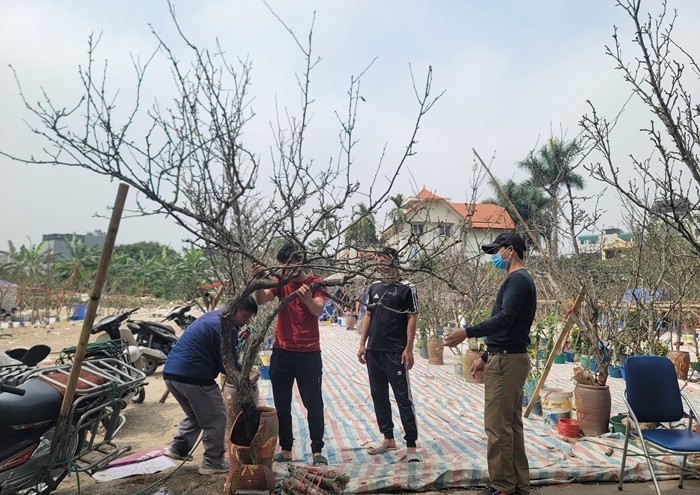 Sau Tết Nguyên đán Giáp Thìn là thời điểm hoa lê bắt đầu nở rộ. Những ngày này, đoạn đường Lạc Long Quân (Tây Hồ, Hà Nội), nhiều người Hà Nội xuống phố tìm mua  lê rừng để chơi Xuân. Ảnh: Daidoanket