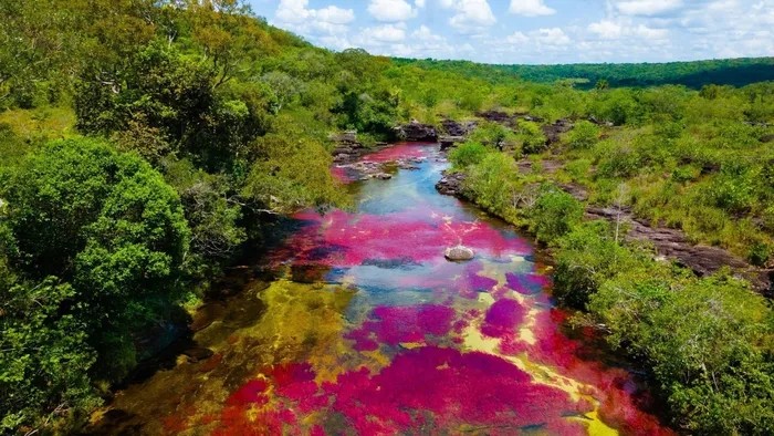  Sông Cano Cristales thuộc Công viên quốc gia Macarena, Colombia, nằm ở phía đông dãy Andes