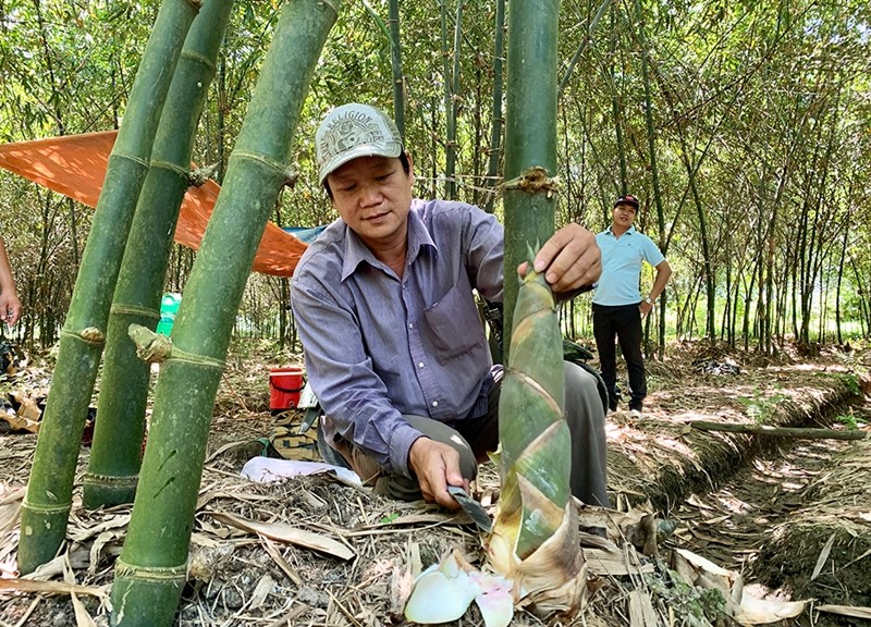  Cây tre là người bạn thân thiết trong đời sống của người dân Việt Nam. Tre mọc ven làng xóm, ven đồng, ven biển đến những rừng tre bạt ngàn miền sơn cước. Ảnh: Baoangiang