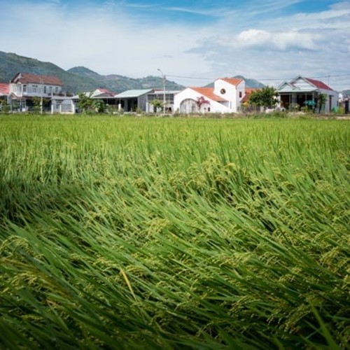 Tọa lạc tại Nha Trang, ngôi nhà ngói đỏ nổi bật so với những công trình xung quanh bởi sử dụng thiết kế cửa mái vòm lớn mang hơi hướng phong cách Địa Trung Hải. Ảnh: Quang Dam