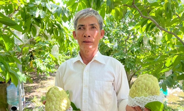 Theo Báo Người lao động, ông Phan Văn Bịt (61 tuổi, ngụ phường Long Hưng, quận Ô Môn, TP Cần Thơ) là người đầu tiên tại phường Long Hưng trồng na Thái. Ảnh: Người lao động