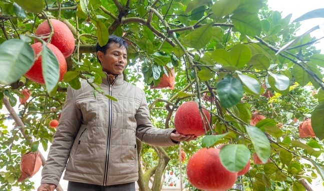 Thôn Đông Cao, xã Tráng Việt (huyện Mê Linh, Hà Nội) là làng duy nhất ở Hà Nội đang trồng giống  bưởi đỏ quý hiếm (hay còn gọi bưởi tiến vua). Ảnh: Vietnam+