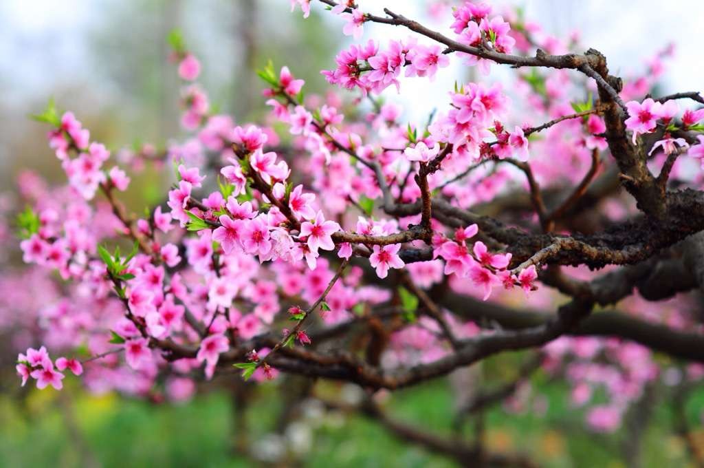 Thú vui  mua đào ngày Tết là thói quen của nhiều người Việt vào những ngày áp Tết Nguyên Đán. Tuy nhiên, giữa rừng cây đào, đôi khi người mua sẽ gặp khó khăn và phân vân giữa việc lựa chọn.