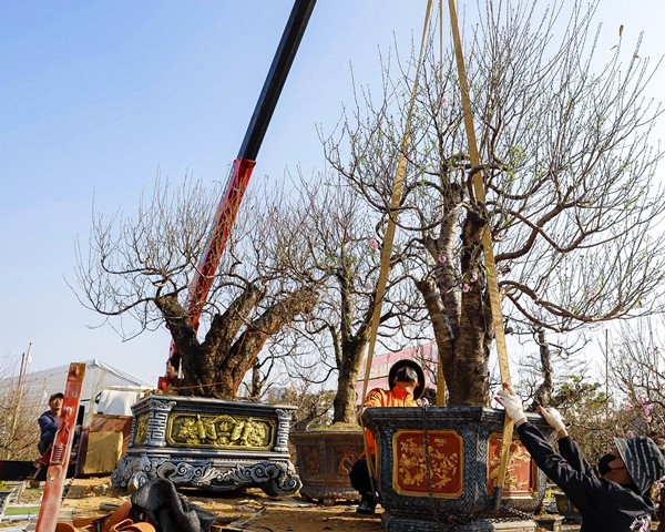 Gần Tết Nguyên đán Ất Tỵ 2025, những cây đào rừng cổ thụ được bày bán nhiều trên các tuyến phố ở Hà Nội. Ảnh: Người đưa tin