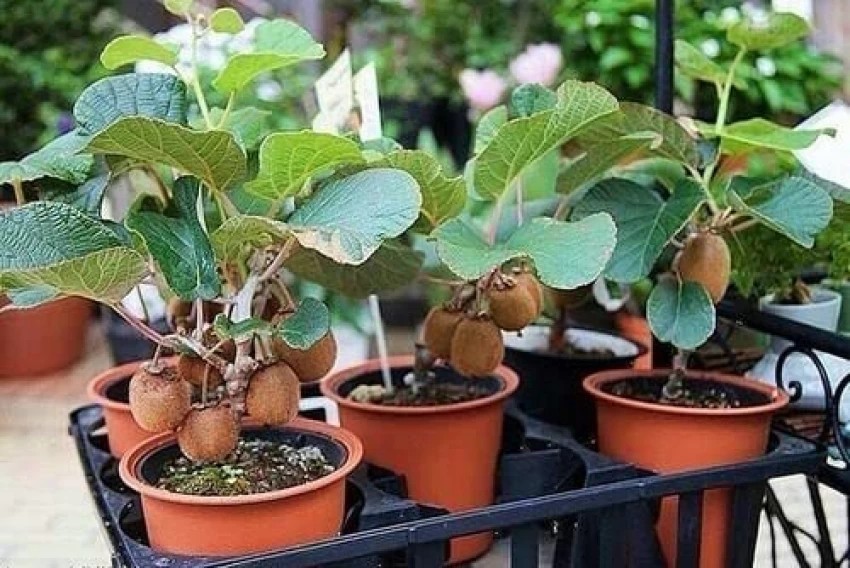 Bên cạnh các loại  bonsai cây ăn quả quen thuộc như sung, táo, khế, ổi... thị trường cây cảnh còn xuất hiện bonsai kiwi mới lạ. Ảnh: Aywal Thailand Mini