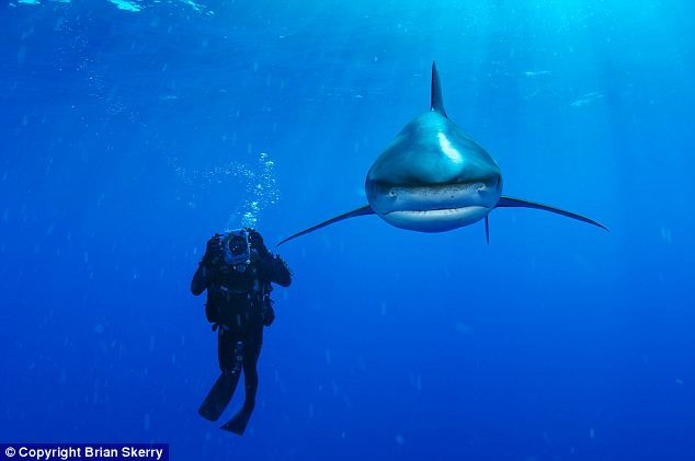 Nhiếp ảnh gia Brian Skerry đã may mắn chụp được cảnh một con cá mập đầu trắng đang bơi cùng một đồng nghiệp của ông tại vùng biển ngoài khơi Bahamas.