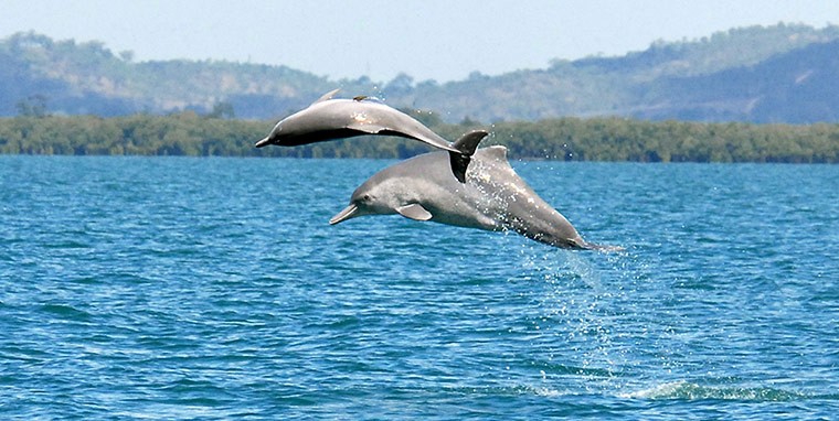 Cá heo lưng gù nhảy lên khỏi mặt nước ở ngoài khơi bờ biển phía bắc Australia.