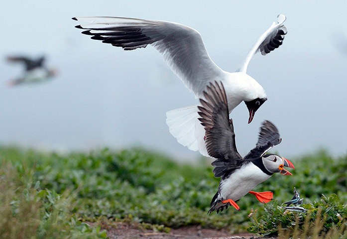 Chim hải âu rụt cổ nhả lươn cát khi nó bị mòng biển truy đuổi trên đảo Farne ở ngoài khơi Northumberland, Anh.