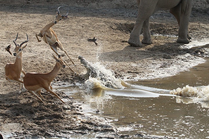 Cá sấu tấn công ba con linh dương châu Phi uống nước trong vườn quốc gia South Luangwa, Zambia.