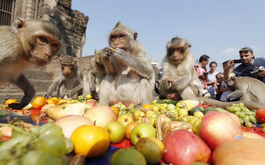 Khỉ ăn ngấu nghiến hoa quả tại lễ hội Monkey Buffet Festival ở thành phố Lopburi, Thái Lan mà không hề bận tâm tới những du khách đang chụp ảnh chúng.