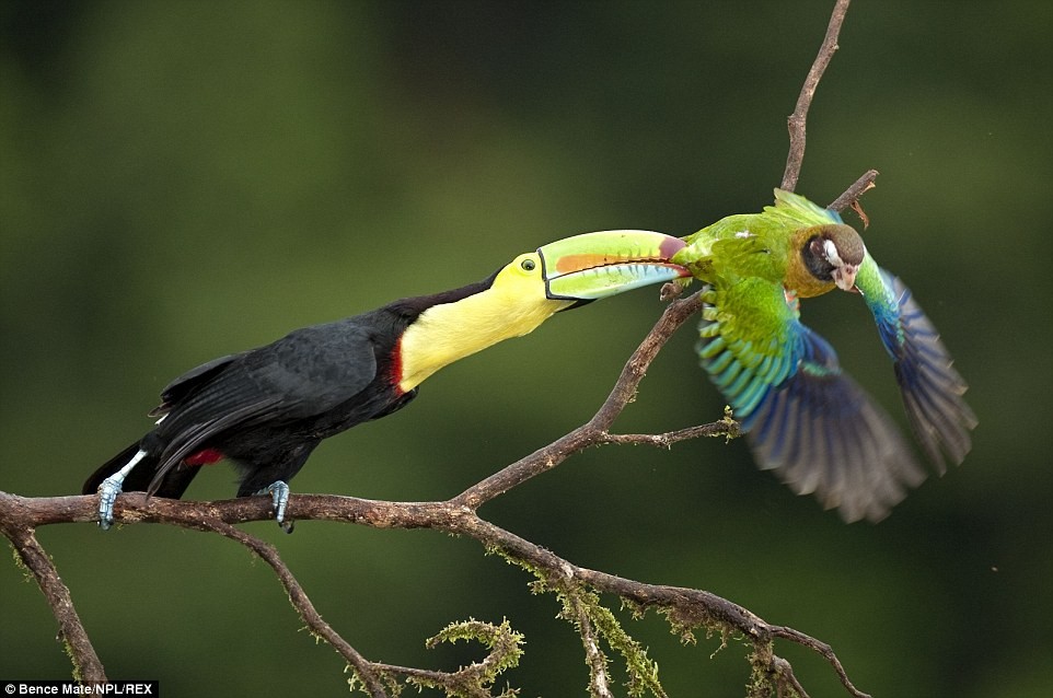  Chim tucăng cắn đuôi vẹt đầu nâu trên cành cây ở Laguna del Lagarto, Costa Rica.    