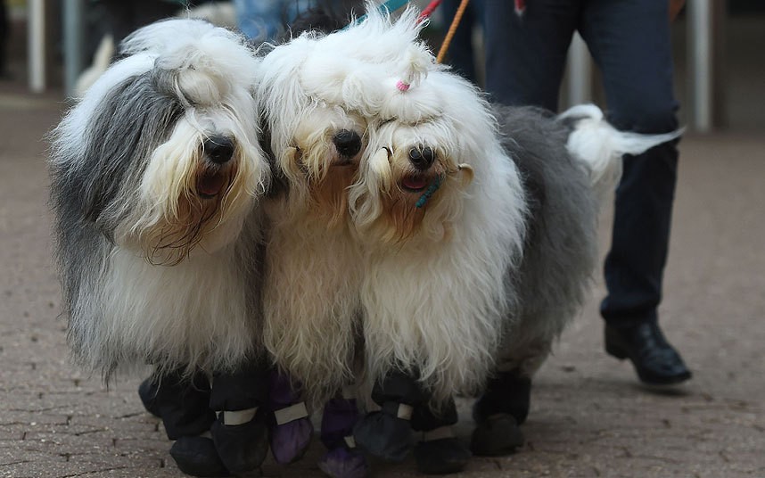 Những chú chó cừu Anh cùng chủ của chúng tới tham dự hội chợ Crufts 2015.