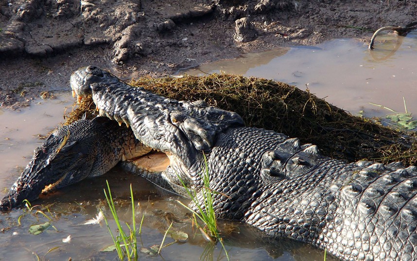 Một con  cá sấu khổng lồ ăn thịt đồng loại của nó tại vùng Kakadu, Australia.