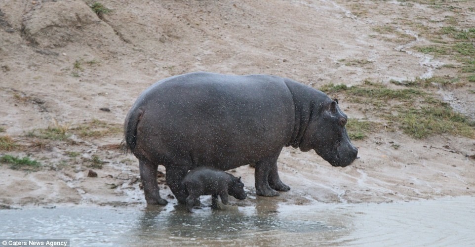 Trước đó, hà mã mẹ tỏ ra rất lo lắng khi giới thiệu đứa con mới hai ngày tuổi với các thành viên còn lại trong đàn của chúng. Lo lắng của hà mã mẹ đã trở thành hiện thực khi cả đàn lao vào tấn công hà mã con thay vì chào đón nó.  Hà mã con chết thảm trong vòng vây đồng loại.