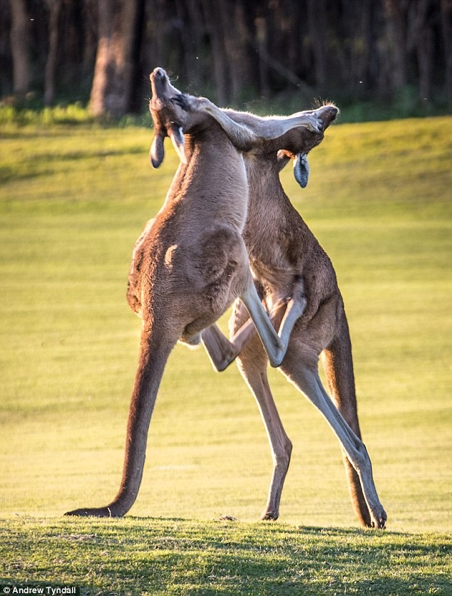 Cảnh tượng  kangaroo quyết chiến như võ sĩ kick-boxing được nhiếp ảnh gia Tyndall ghi lại tại vùng ngoại ô ở Perth, Australia.