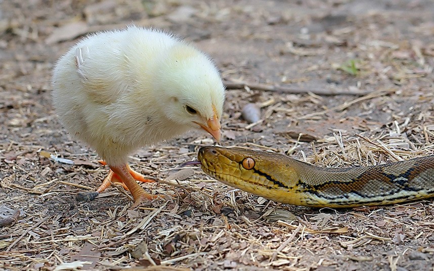 Hình  ảnh động vật tuần ấn tượng cho thấy gà con không hề sợ hãi khi cả gan mổ đầu trăn đói trong một khu vườn tại thành phố Blitar, Indonesia.