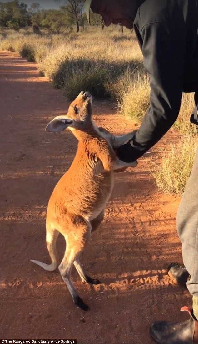 Chú kangaroo có tên Johanssen sống trong một khu bảo tồn động vật ở Alice Springs, miền tây Australia. Hàng ngày, nó được ông Chris Barns cho ăn và chăm sóc tận tình. Khi phải rời xa ân nhân,  kangaroo nắm chặt tay người chăm sóc. (Nguồn: Daily Mail)