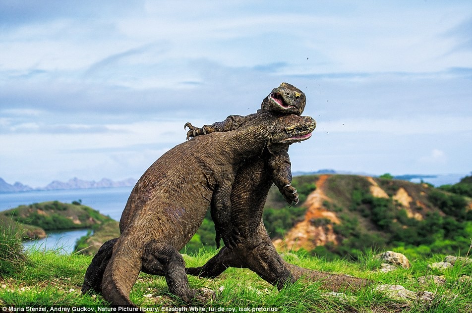 Hai con rồng Komodo quyết chiến trên đảo Rinca, Indonesia.