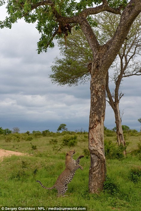 Trong khi phá công viên động vật hoang dã Londolozi ở Nam Phi, nhiếp ảnh gia Sergey Gorshkov bất ngờ phát hiện một con  báo đốm đực đang tìm cách leo lên cây để lấy xác thối được giấu trên đó.